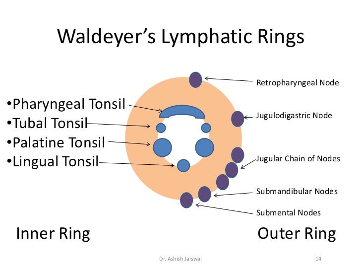 Waldeyer's Ring | june-li.com | Flickr